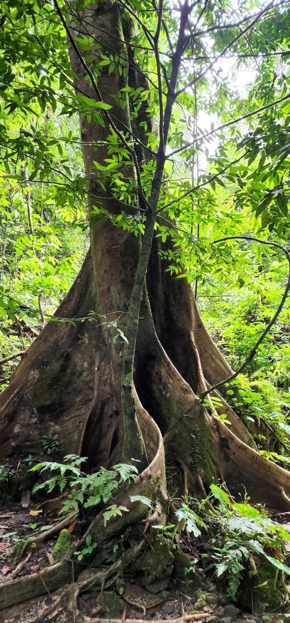 مبيت وإفطار Khao Sok National Park Khaosok Happy House المظهر الخارجي الصورة